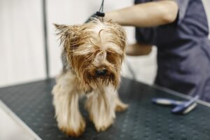 peluqueria canina barcelona