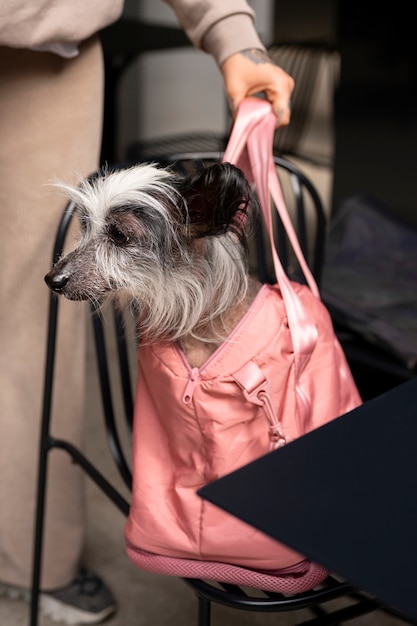 peluqueria canina barcelona