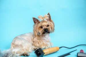 peluqueria canina barcelona 3