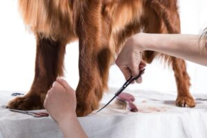 peluqueria canina barcelona 4