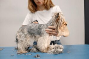 peluqueria canina barcelona