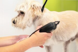 peluqueria canina barcelona