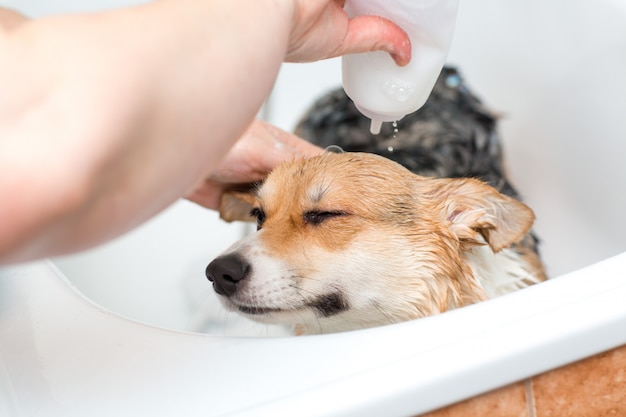 peluqueria canina barcelona